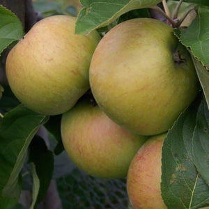 Apple tree - Lane's Prince Albert