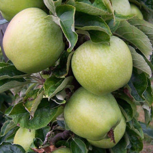 Apple tree - Lord Derby