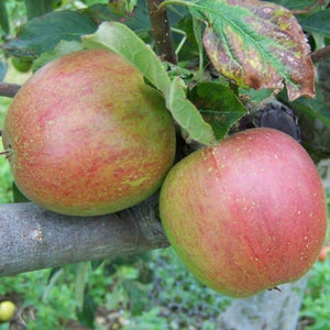 Apple tree - Lord Hindlip