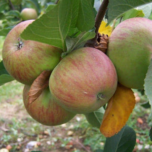 Apple tree - Lord Lambourne