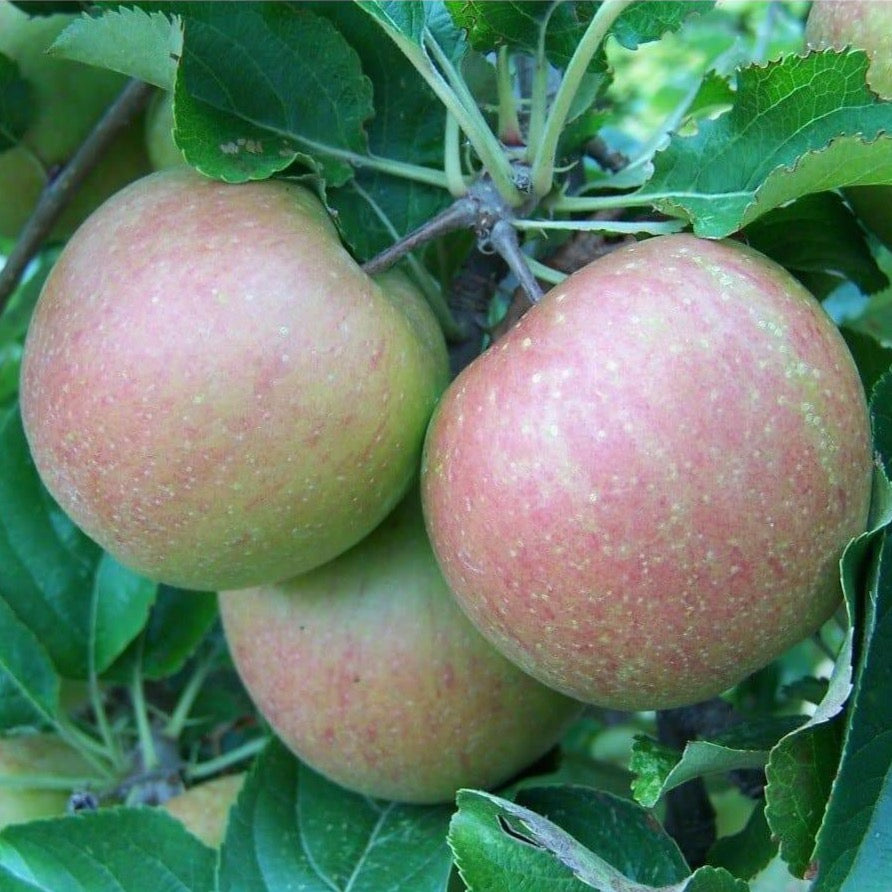 Apple tree - Mannington's Pearmain