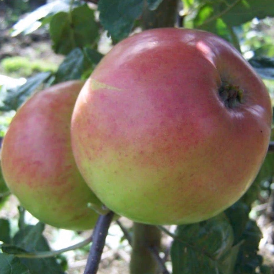 Apple tree - Monarch