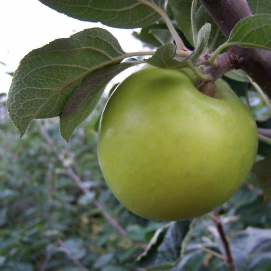 Apple tree - Morgan Sweet
