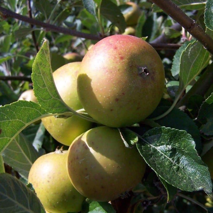 Apple tree - Nonpareil