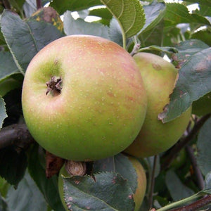 Apple tree - Orleans Reinette
