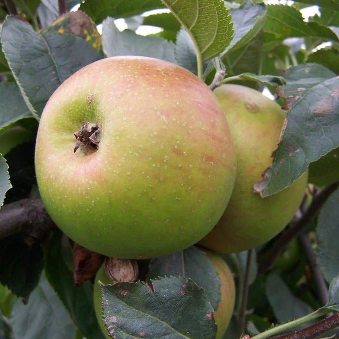 Apple tree - Orleans Reinette
