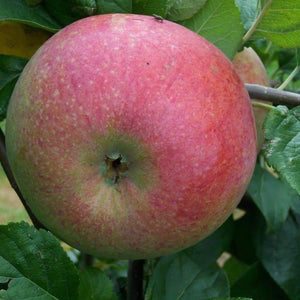 Apple tree - Peasgood's Nonsuch