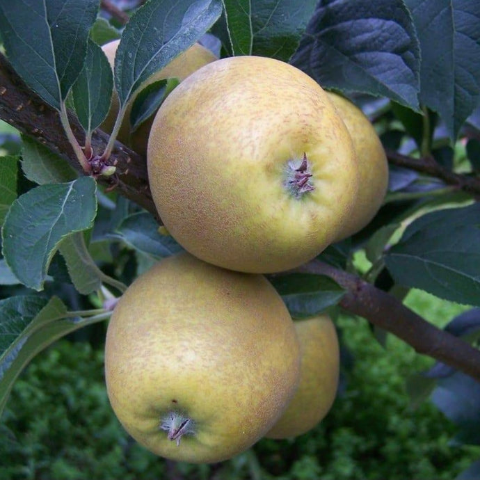 Apple tree - Pitmaston Pineapple