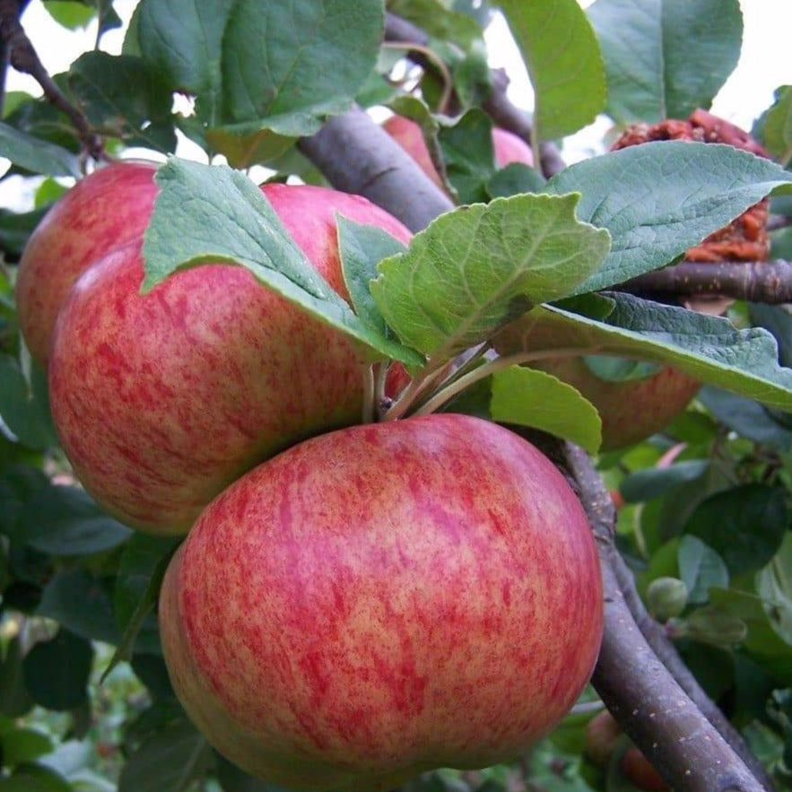 Apple tree - Queen