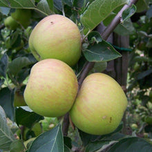 Load image into Gallery viewer, Apple tree - Ribston Pippin