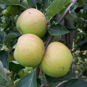 Apple tree - Ribston Pippin