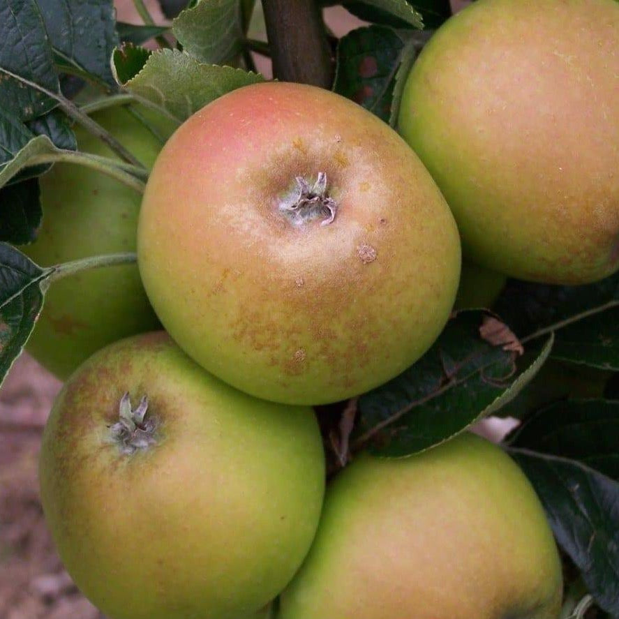 Apple tree - Rosemary Russet