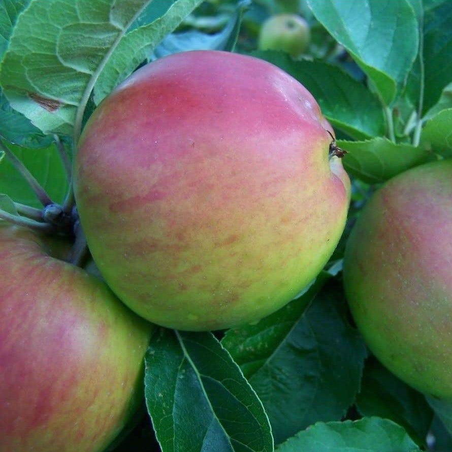 Apple tree - Scotch Bridget