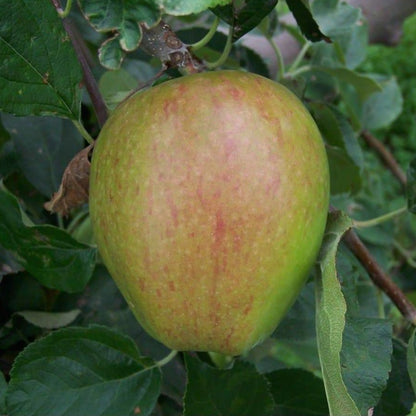 Apple tree - Smart's Prince Arthur