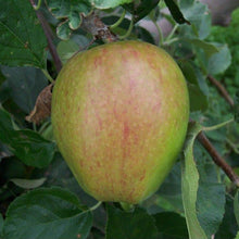 Load image into Gallery viewer, Apple tree - Smart&#39;s Prince Arthur