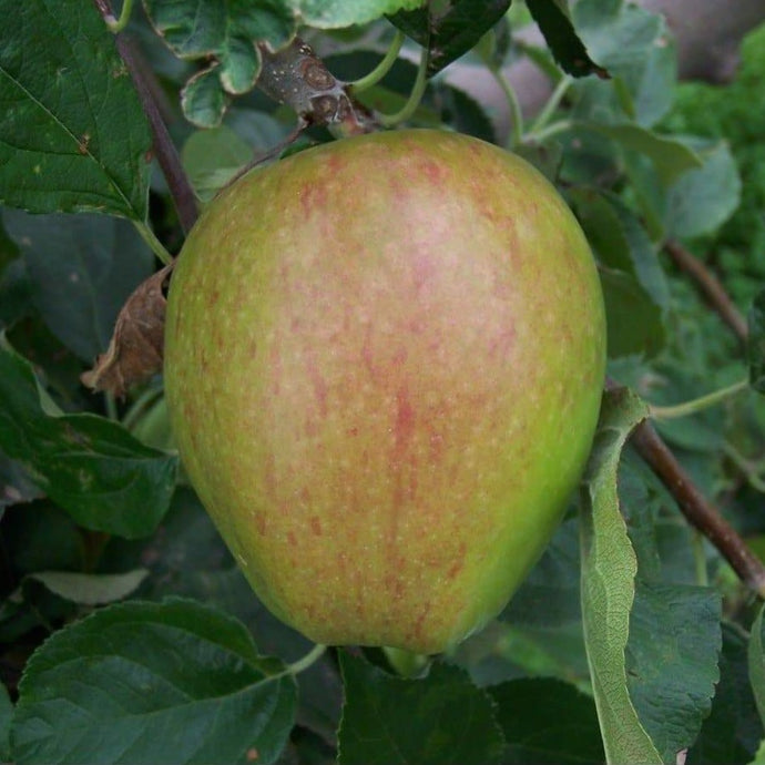 Apple tree - Smart's Prince Arthur