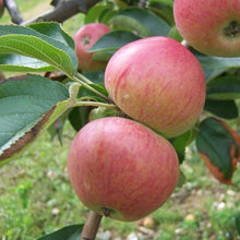 Load image into Gallery viewer, Apple tree - Somerset Redstreak
