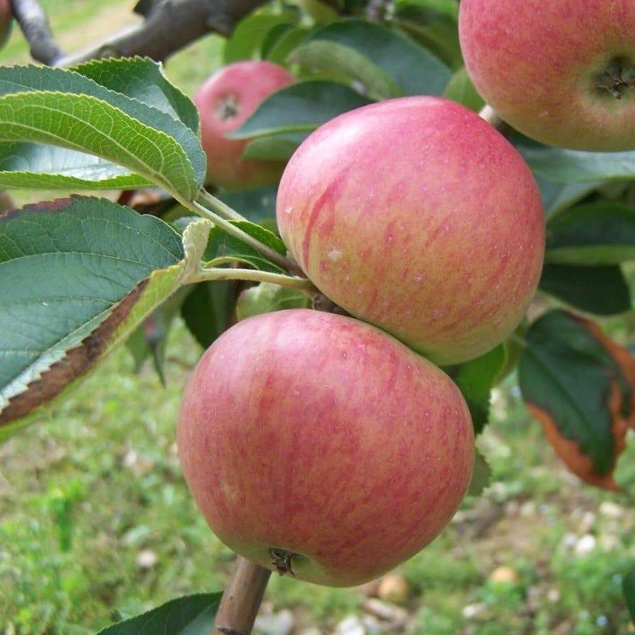Apple tree - Somerset Redstreak