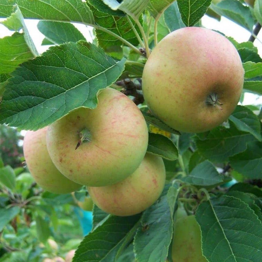 Sunset | Buy Heritage Apple Trees Online | Habitat Aid