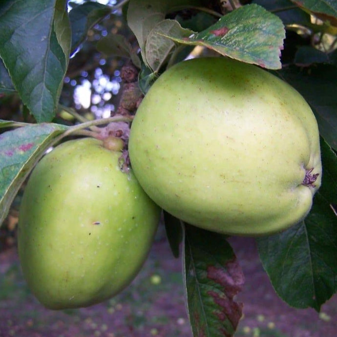 Apple tree - Tower of Glamis