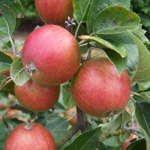 Load image into Gallery viewer, Apple tree - Tremlett&#39;s Bitter