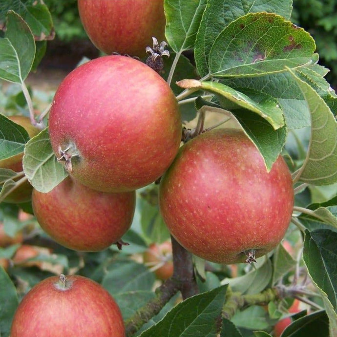 Apple tree - Tremlett's Bitter