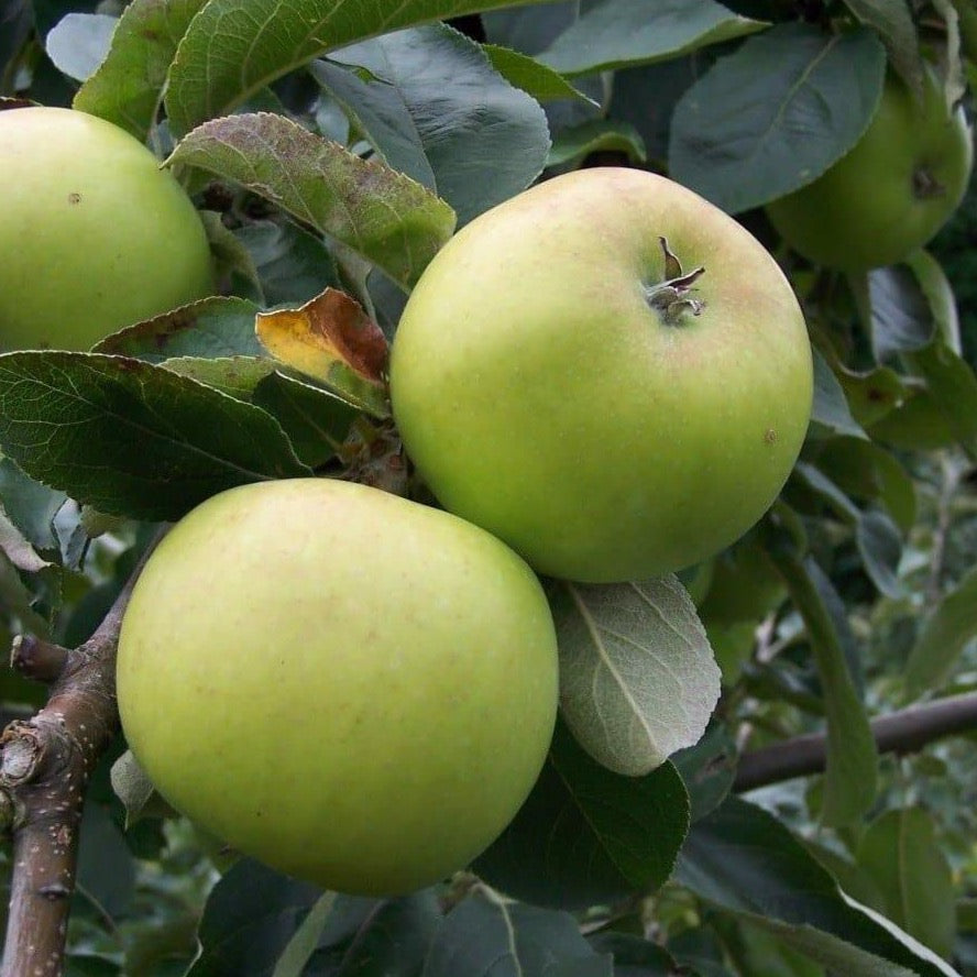 Apple tree - Warner's King
