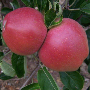 Apple tree - William Crump