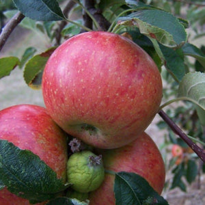 Apple tree - William Peters