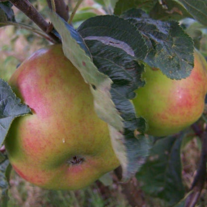 Apple tree - Winter Cockpit