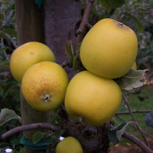 Load image into Gallery viewer, Apple tree - Yellow Ingestrie