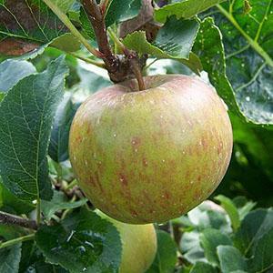 Apple Tree - Lord Lambourne
