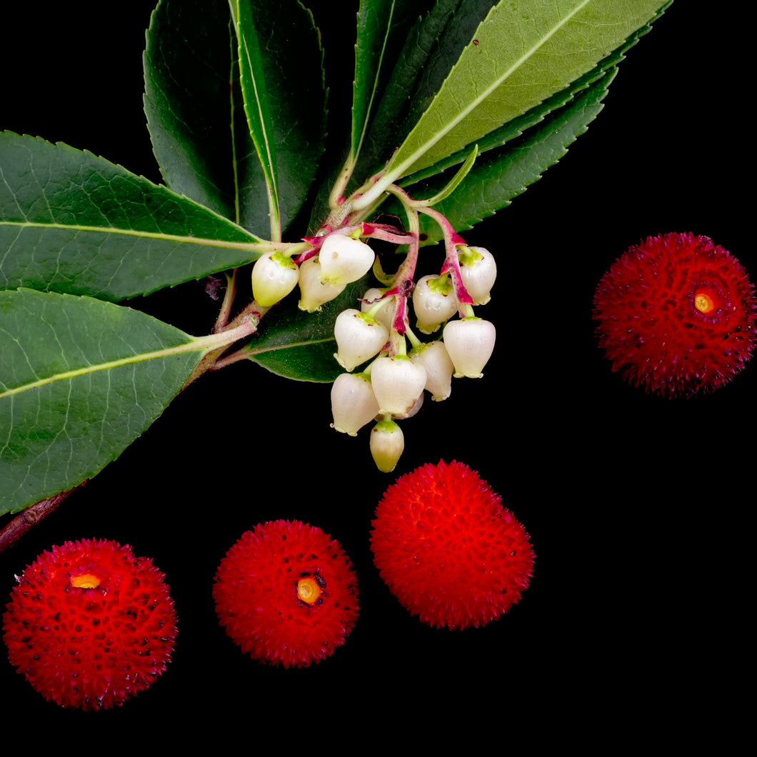 Strawberry tree flowers and fruit
