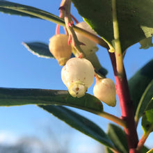 Load image into Gallery viewer, Arbutus unedo flower in December