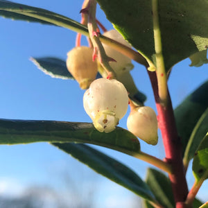 Arbutus unedo flower in December