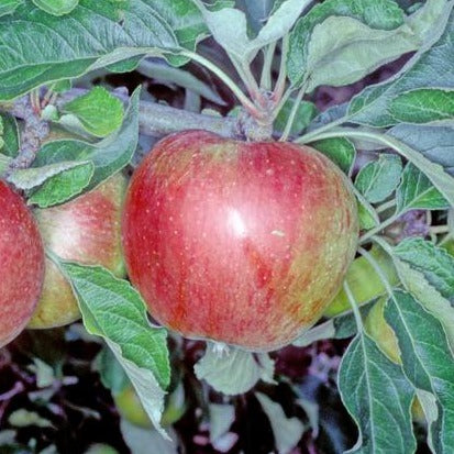 Arthur Barnes - Cheshire apple