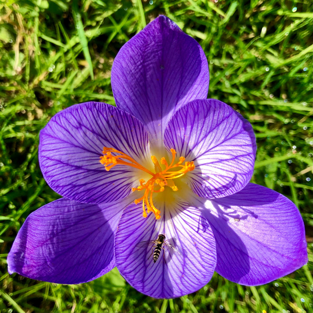 Crocus Speciosus