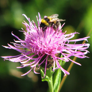 Coastal Meadow Seed Mix