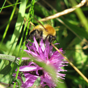 Basic Wildflower Meadow Seed Mix