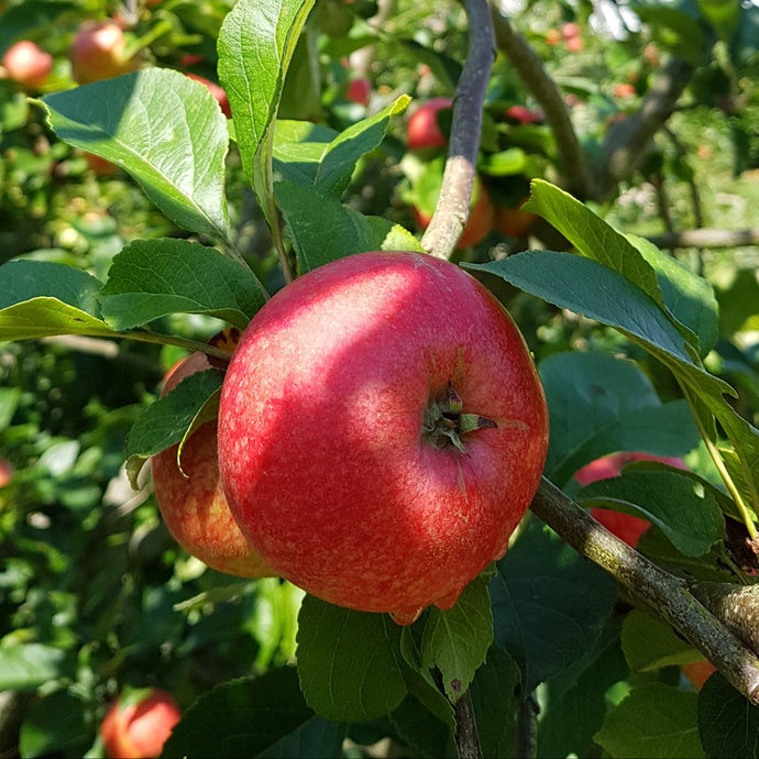 Apple tree - Beauty of Bath