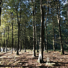 Load image into Gallery viewer, Beech tree plantation at dusk