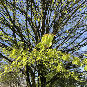 Beech tree in spring