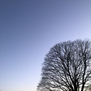 Beech tree, Fagus sylvatica, sunset, South Devon