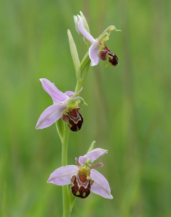 Bee orchid