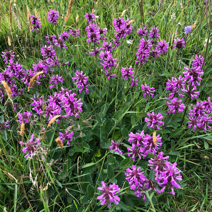 Clay soils wildflower only mix