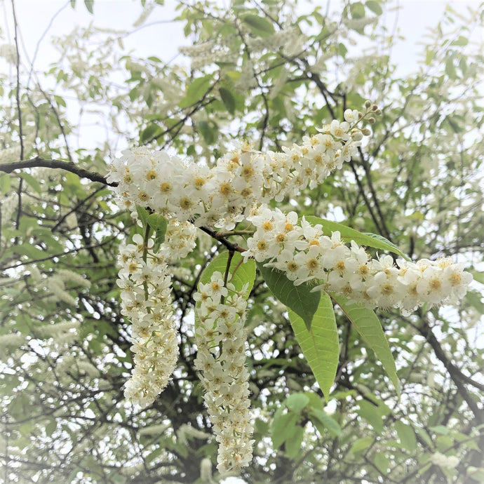 Bird cherry blossom