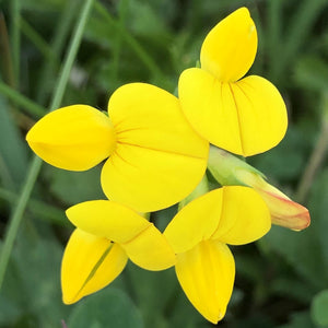 Lotus corniculatus