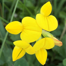 Load image into Gallery viewer, Birdsfoot trefoil