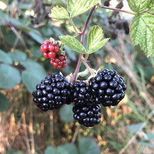 Load image into Gallery viewer, Thornless blackberries