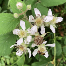 Load image into Gallery viewer, Blackberries (Rubus fruticosus)